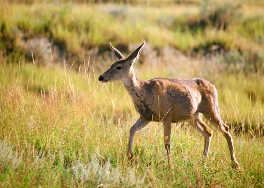 #4. North Dakota